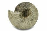 Jurassic Ammonite (Cadoceras) Fossil - Gloucestershire, England #279560-1